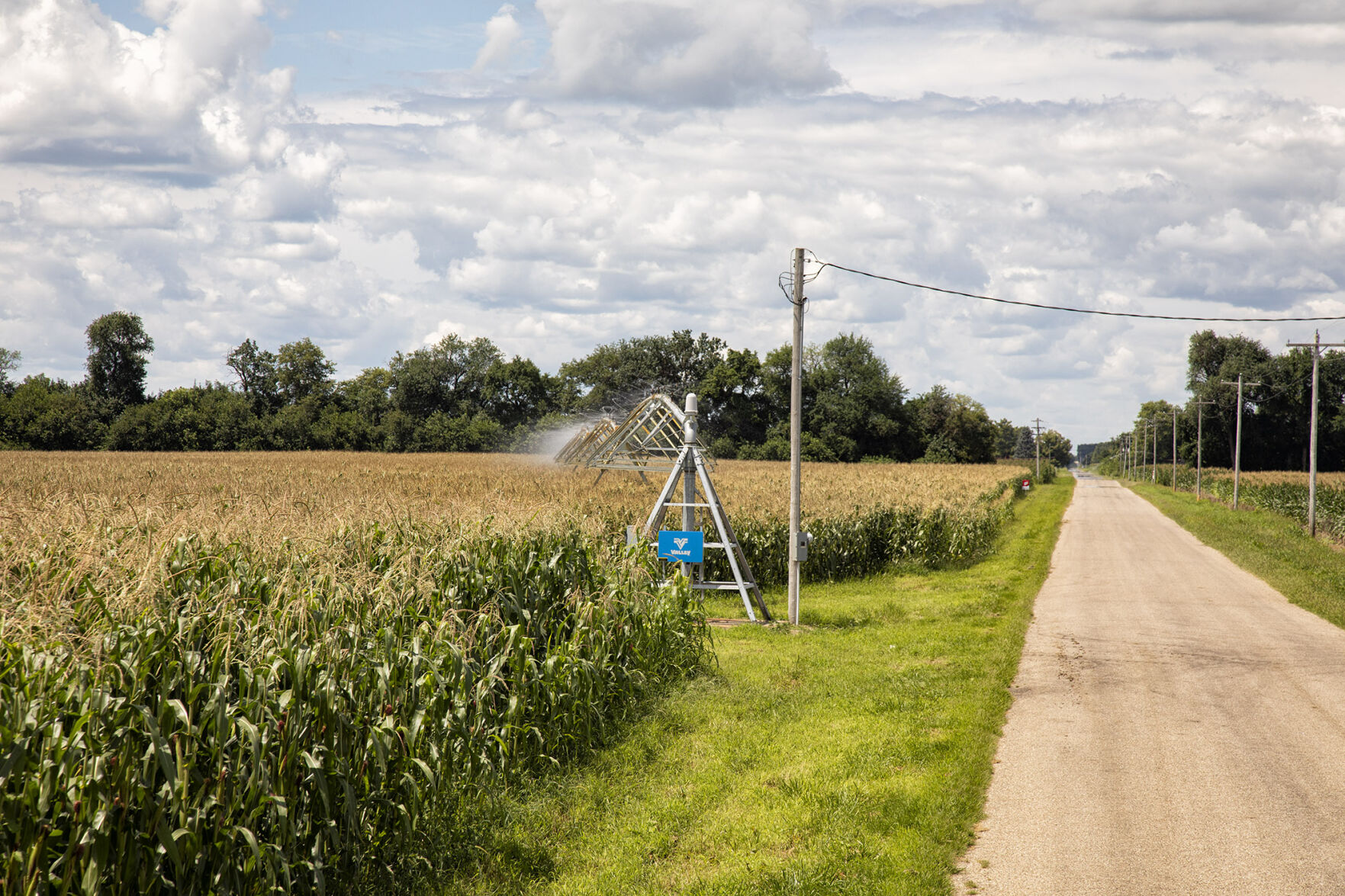 Irrigated corn